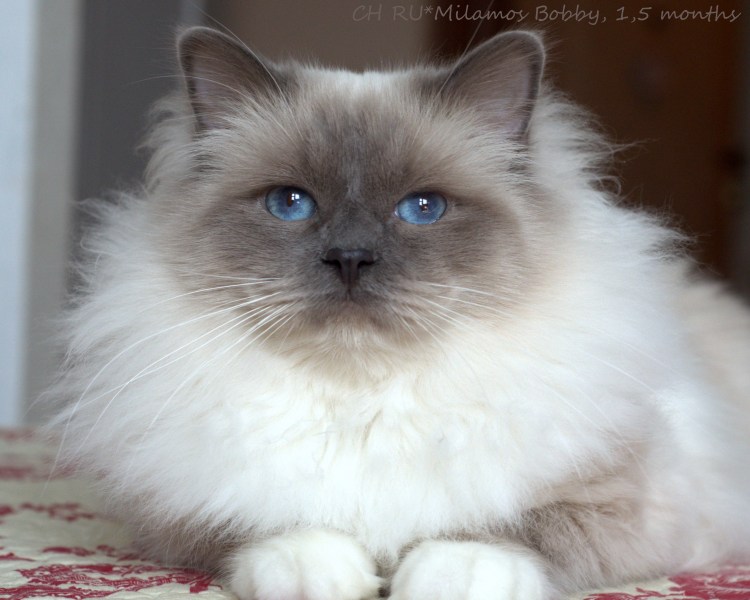 Бирманская кошка