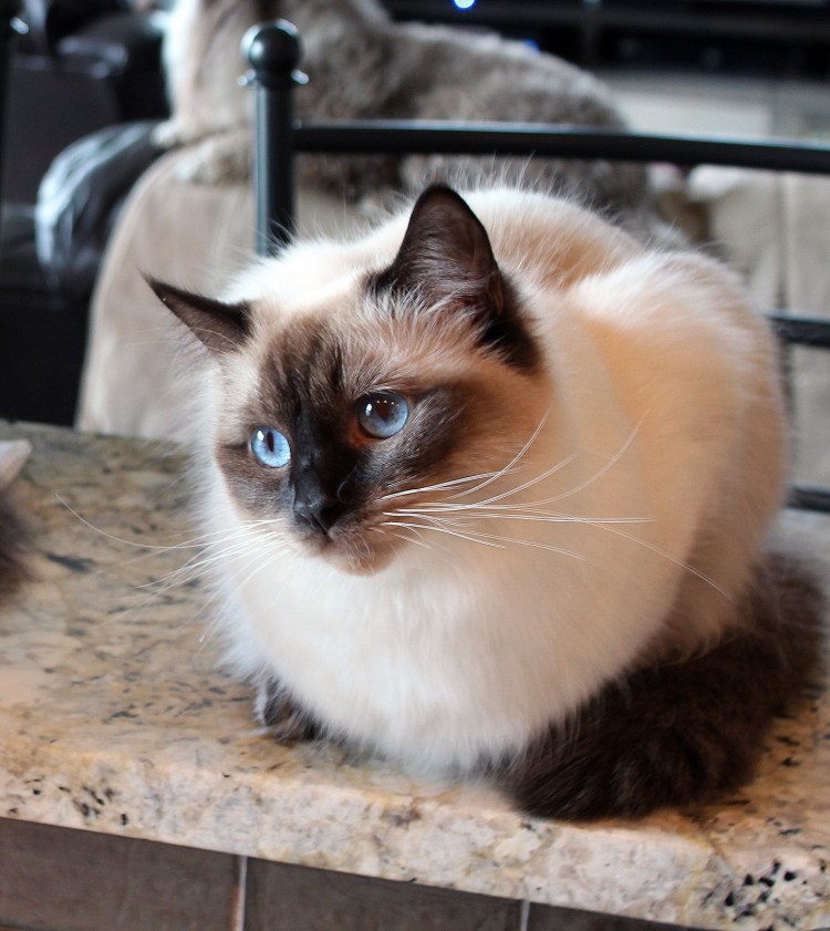 Невская маскарадная Балинезийская