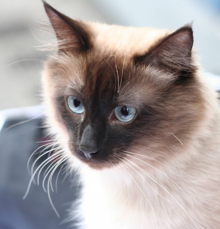 Бирманская Сиамская кошка