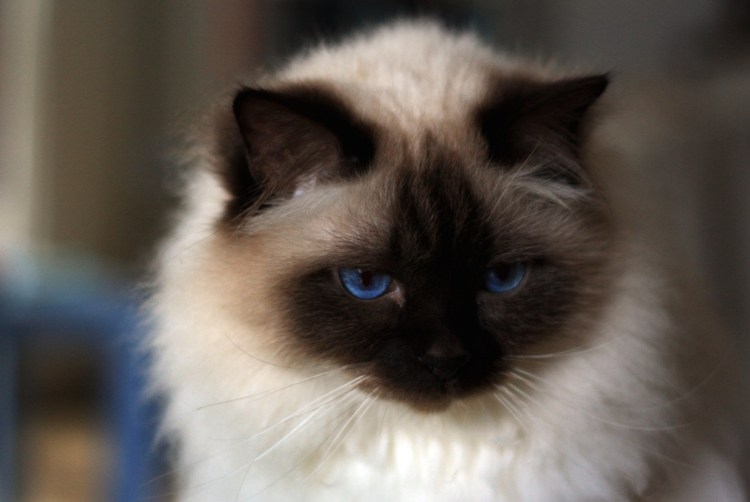 Балинезийская Рэгдолл