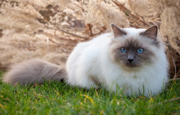 Полудлинношёрстная бирманская кошка