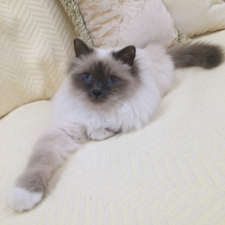 Священная бирманская кошка