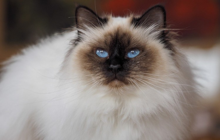 Бирманская кошка Блю Пойнт