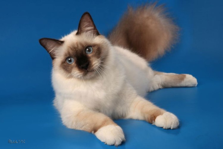 Кот породы Священная Бирма