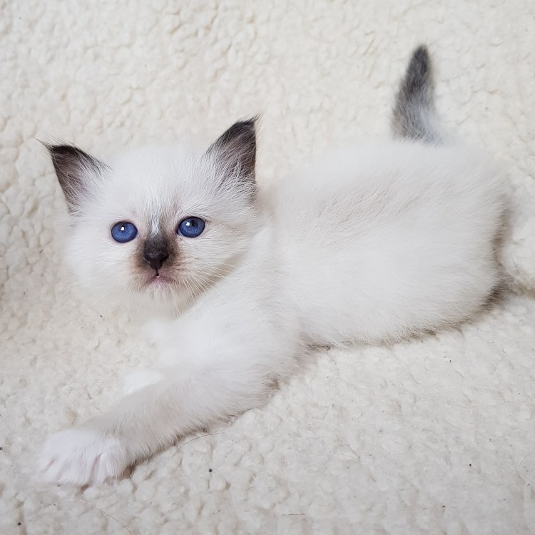 Бирманская, и, Невская, маскарадная, кошки