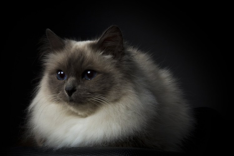 Бирманская кошка