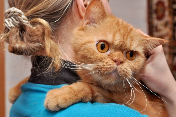 Курносые кошки