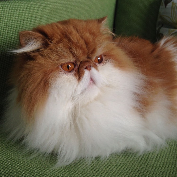 Экзот экстремал кошка