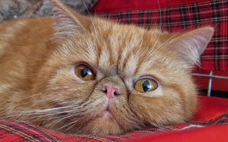 Порода кошек Гарфилд