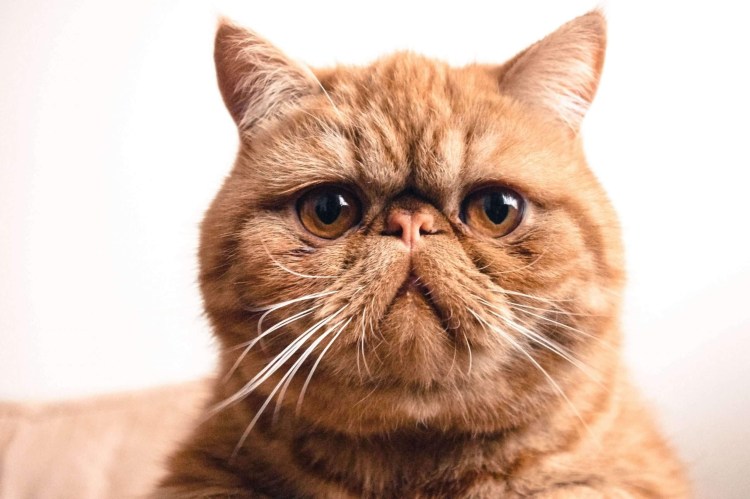 Кошки экзоты короткошерстные