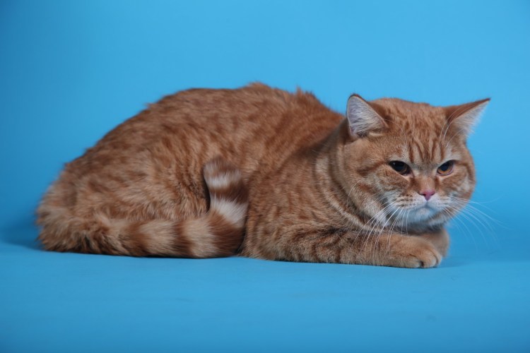 Шотландская прямоухая рыжий кот