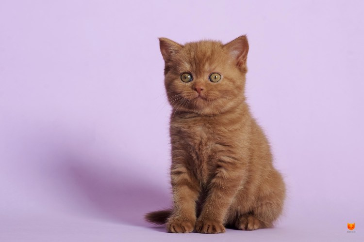 Шотландский скотчштрайд