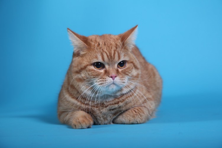 Скоттиш страйт рыжий