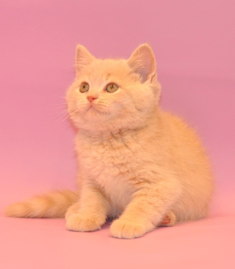 Рыжий британский кот прямоухий