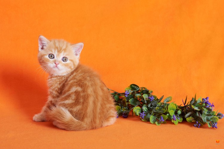 Британский кот рыжий биография