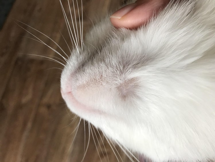 Красные кончики ушей у кота