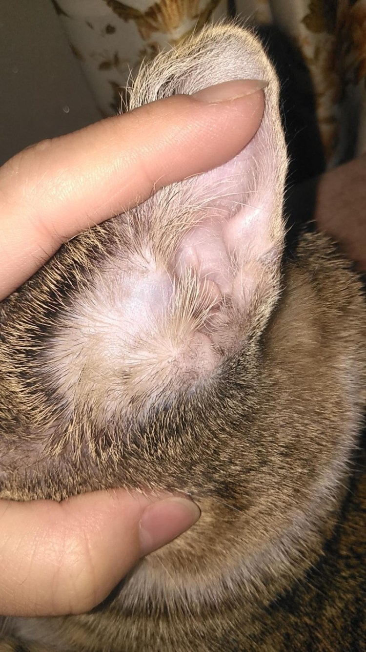 Залысина у кошки на морде