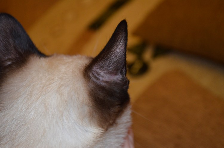 Дерматомикоз (стригущий лишай)