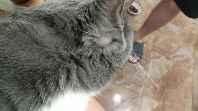 Стригущий лишай на морде котенка