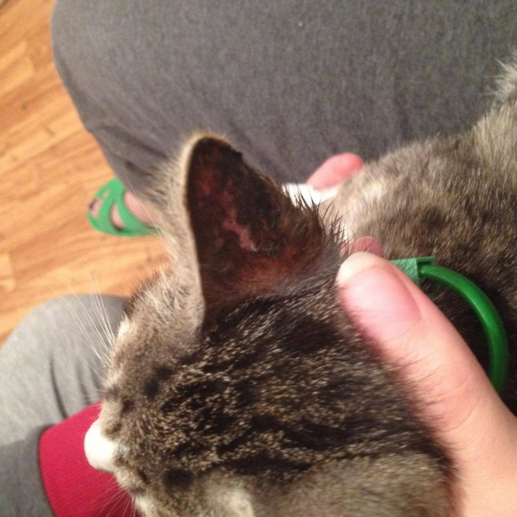 Листовидная пузырчатка кошек