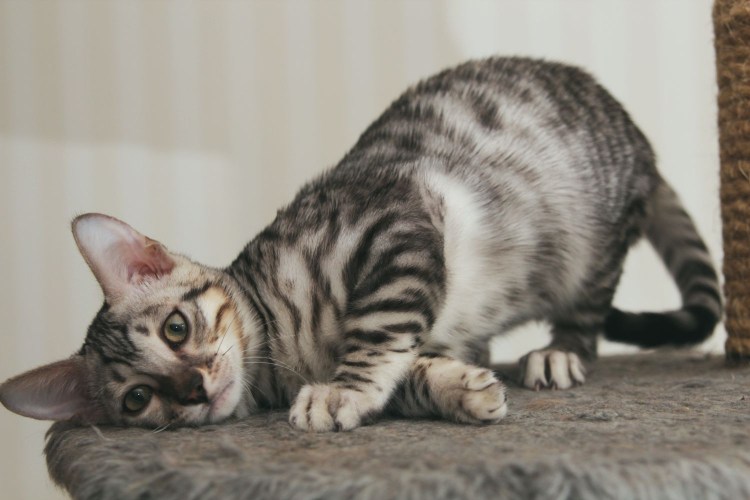 Оцикет серый