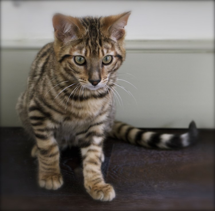 Тойгер кошка серебро