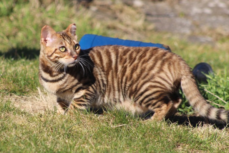 Тойгер кошка серебро