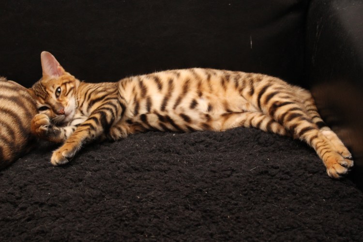 Самая красивая и умная кошка тойгер