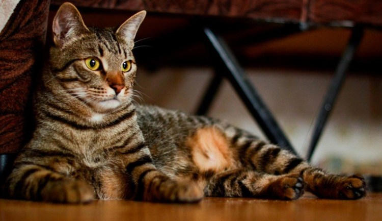 Тойгер бенгал кот