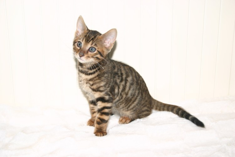 Голубой тойгер кошка