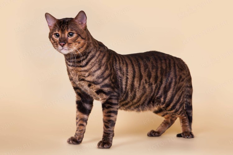 Кошки тойгер белые