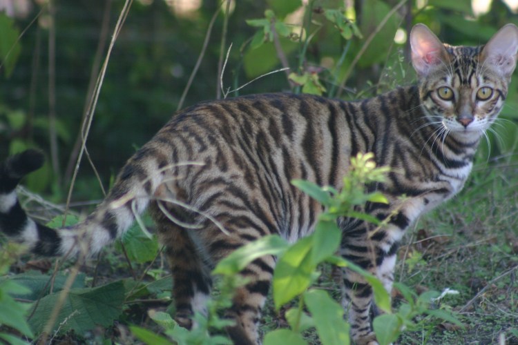 Кошки тойгер белые