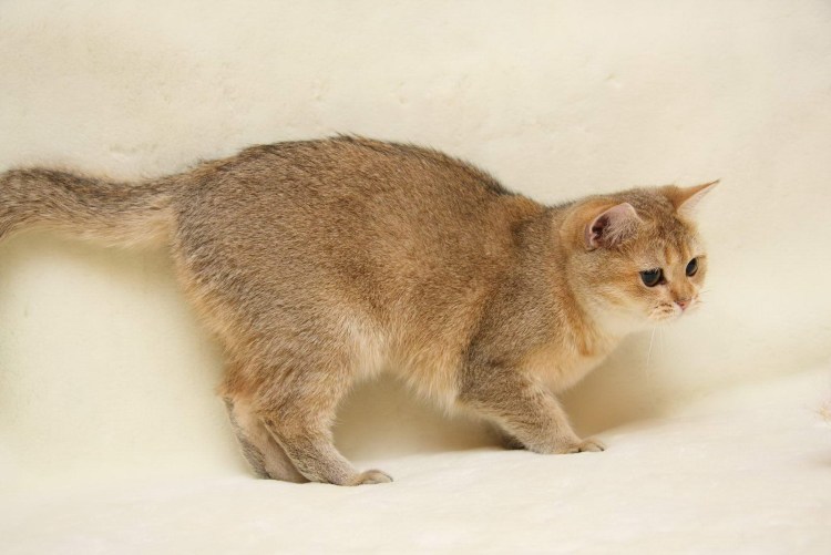 Шотландская прямоухая Золотая шиншилла