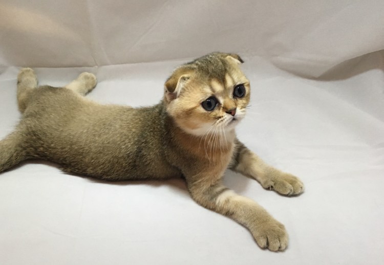 Шотландская вислоухая кошка тикированный золотой