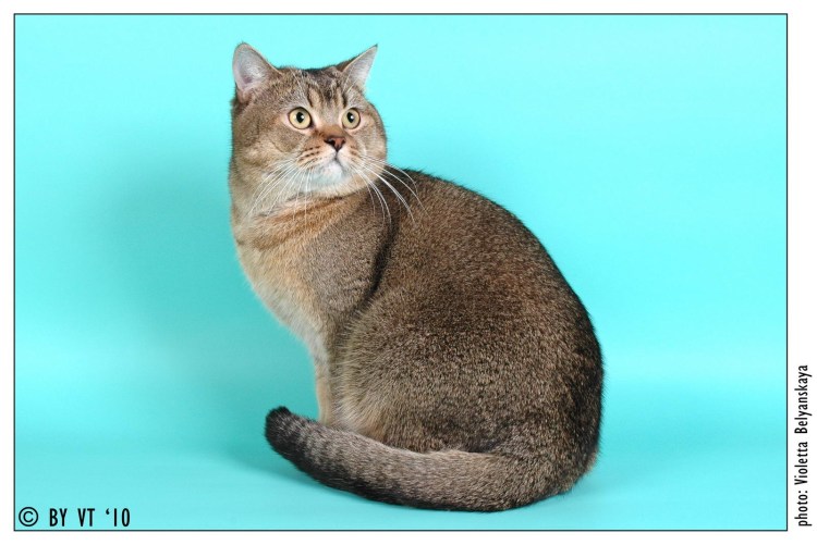 Скоттиш страйт черный тикированный