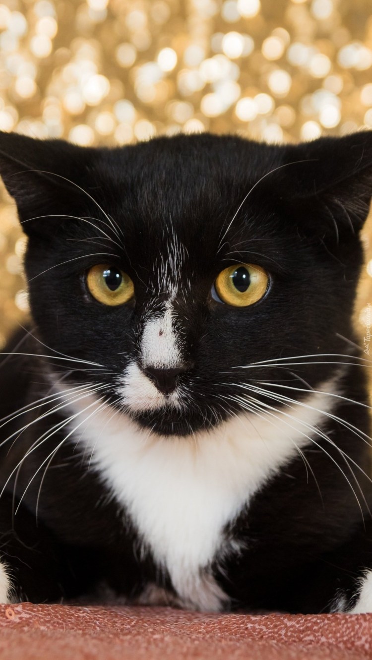 Бразильская короткошерстная кошка черно белая