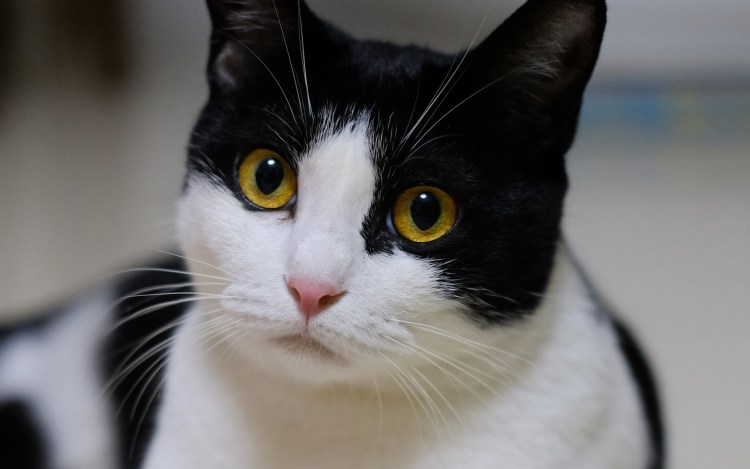 Сибирская биколор короткошерстная кошка