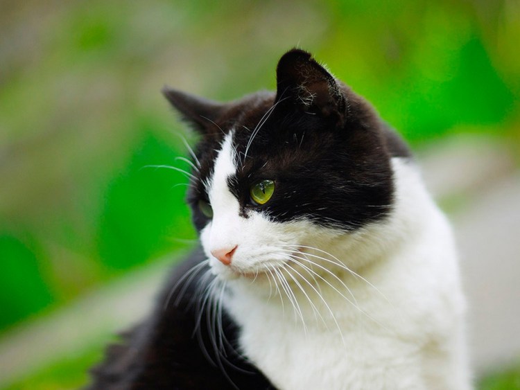 Черный и белый кот