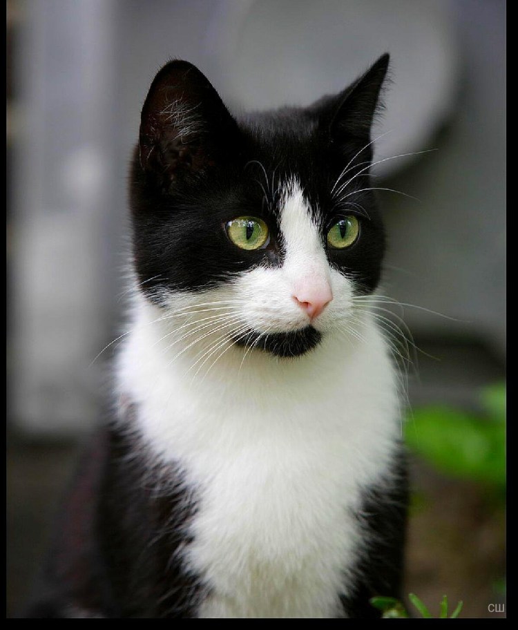 Черный и белый кот