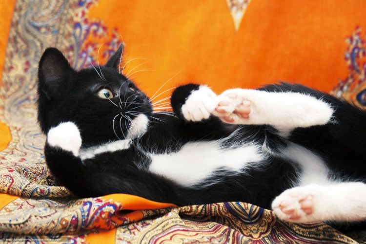 Рагамаффин (порода кошек)