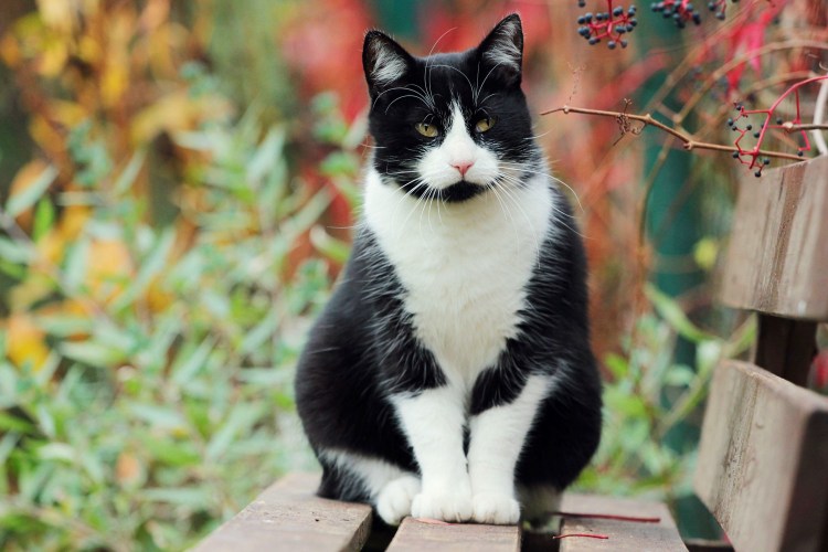 Черно белый кот
