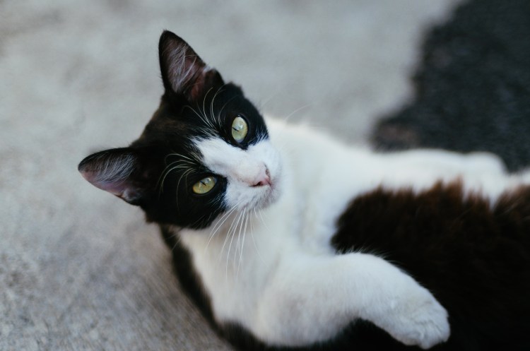 Европейская короткошерстная кошка черно-белая