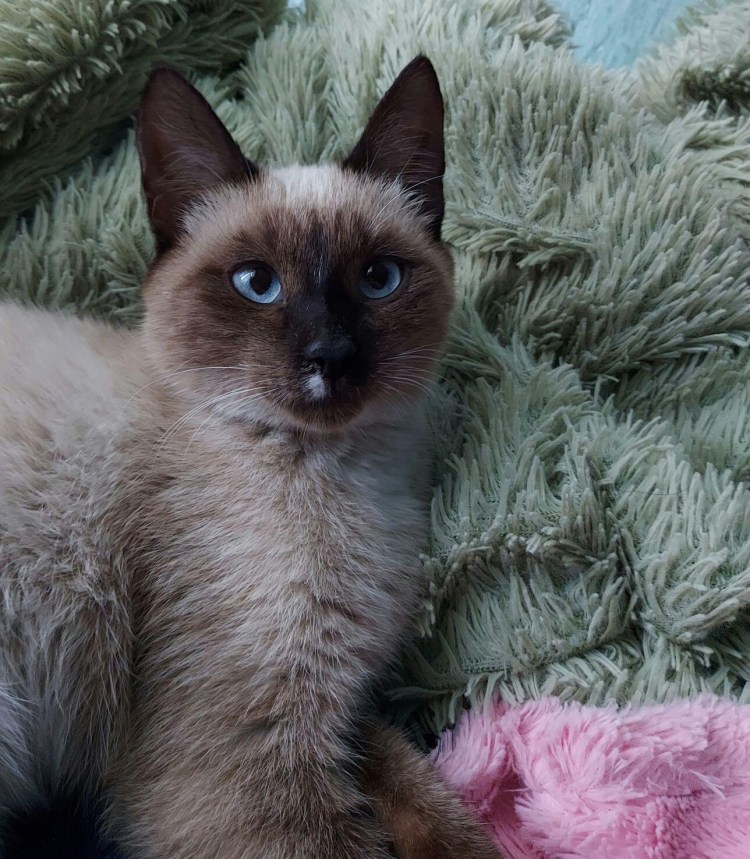 Эльдар Закиров коты Эрмитажа