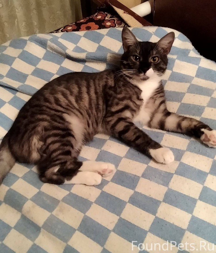 Дворянин кошка