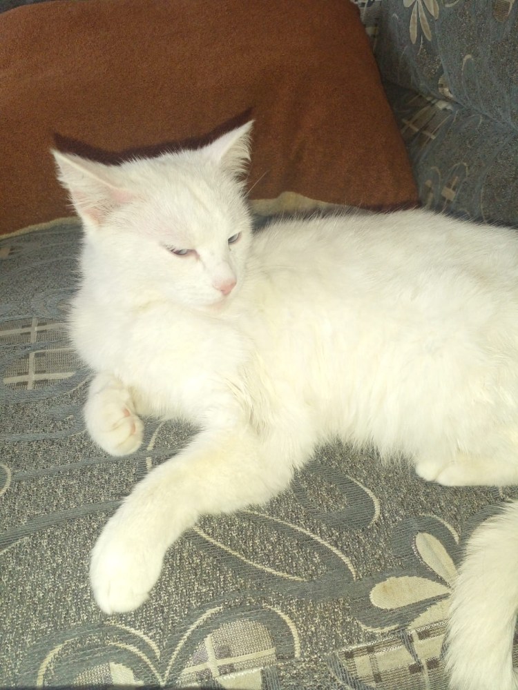 Татьяна Родионова художница картины