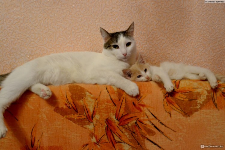 Кошки дворянки микротигры