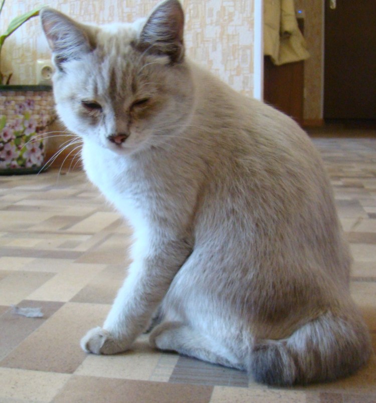 Кот дворянин порода