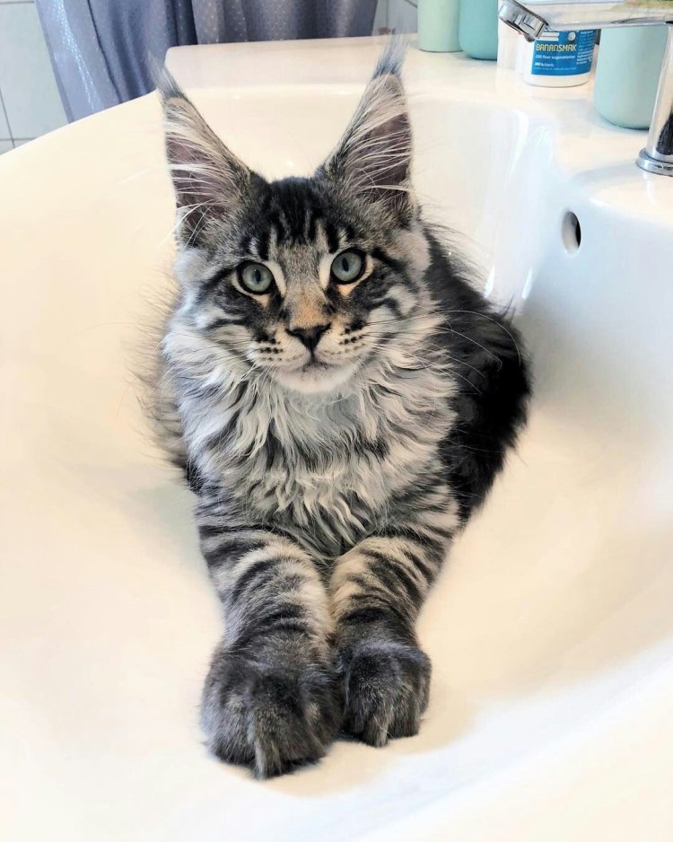 Европейская короткошерстная (Кельтская)