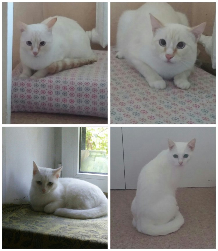 Лечение пышных кошки никого