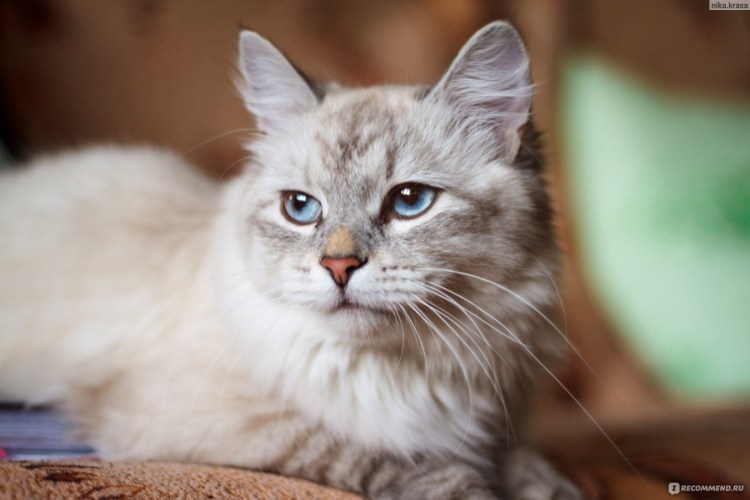 Коты разных пород